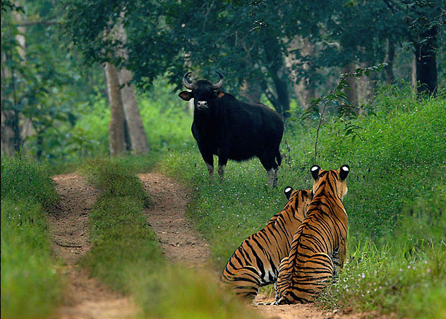 It indicate Bhadra Wild life sanctuaries