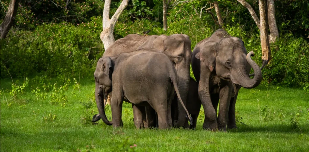 This photo indicates bandipur national park,Karnataka